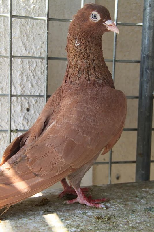 Pakistani pigeon images downloads